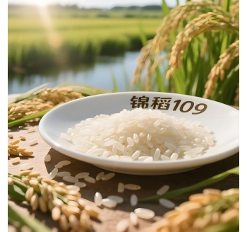 对盘锦大米锦稻109的介绍